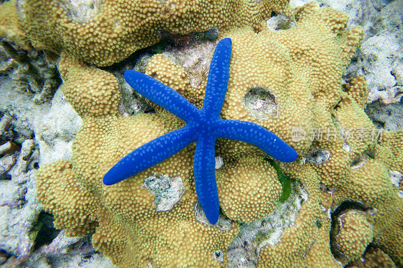 礁石上的蓝星鱼(linkea Laevigata)